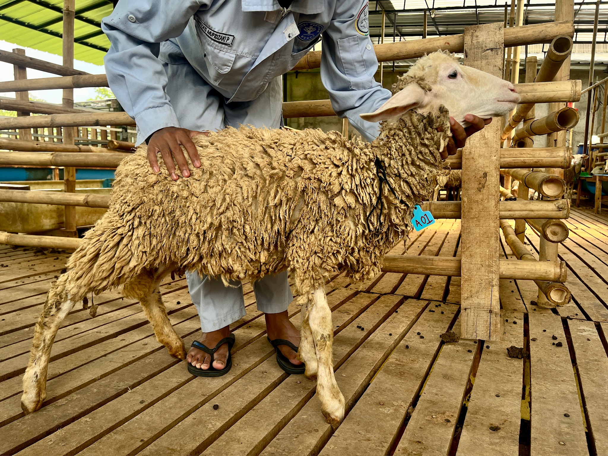 Kambing